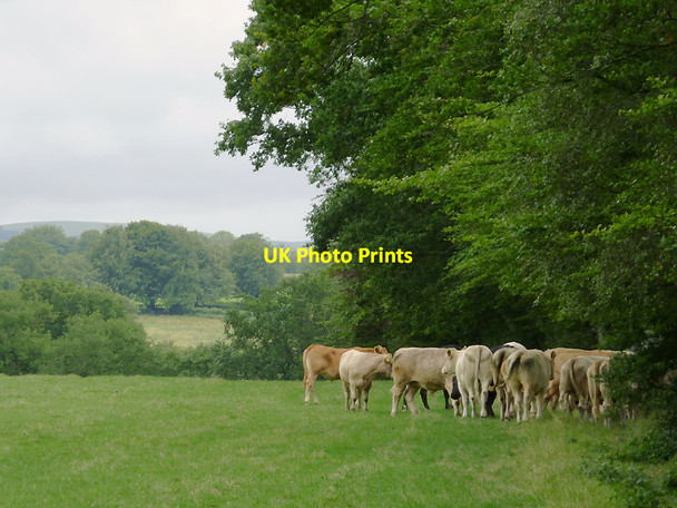 Photo 6"x4" Cattle grazing near Stags Head, Ceredigion Stags Head c2011
