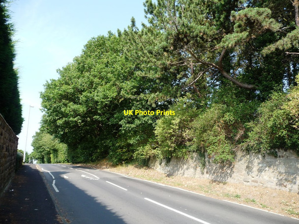 Photo 6"x4" Trees along Woodthorpe Lane Woolgreaves c2011
