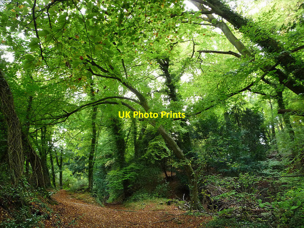 Photo 6"x4" Path in Selborne Hanger Selborne c2010