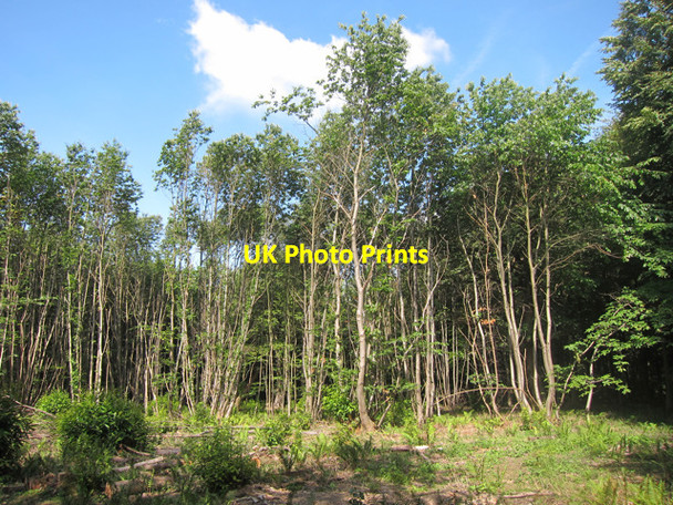 Photo 6"x4" Clearing in King's Wood Great Bower c2011