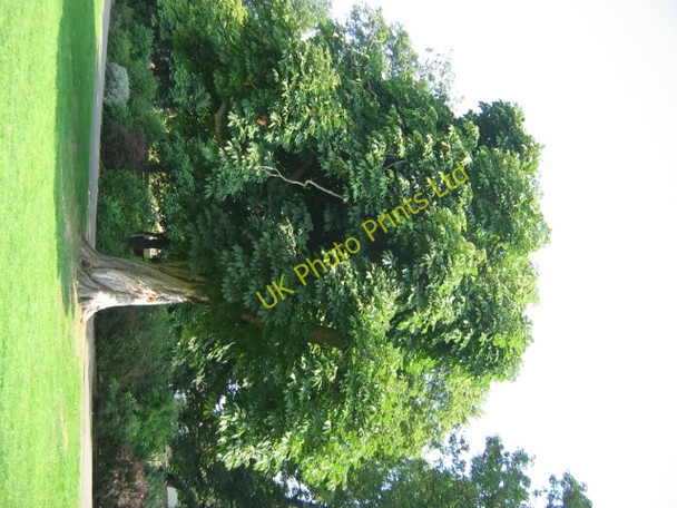 Photo 6"x4" Twisted Tree and canopy Sutton\/TQ2564 c2005