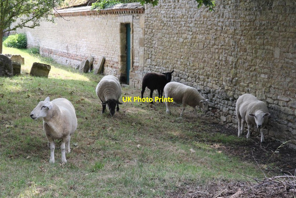 Photo 6"x4" Sheep by the wall Newington\/SU6096 c2011