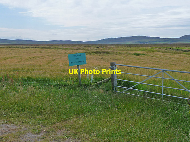 Photo 6"x4" Growing for Bruichladdich Kilchoman c2011