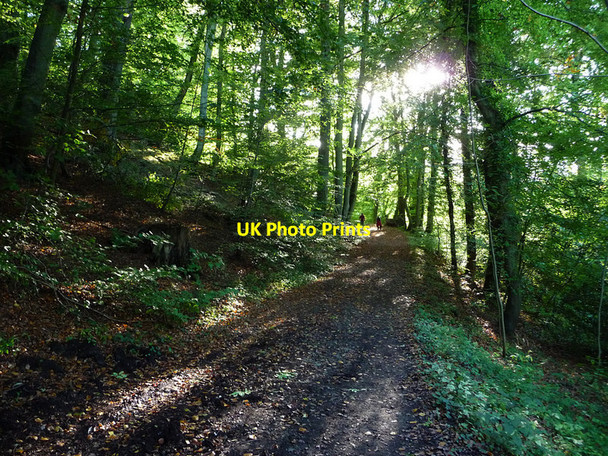 Photo 6"x4" The Hangers Way Selborne c2010