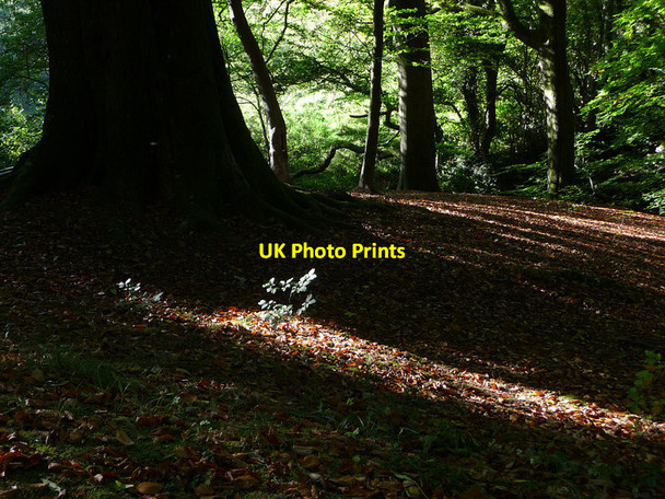 Photo 6"x4" Great Dorton Wood Selborne c2010