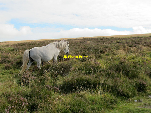 Photo 6"x4" Dartmoor pony near Hookney Tor Heathercombe c2011