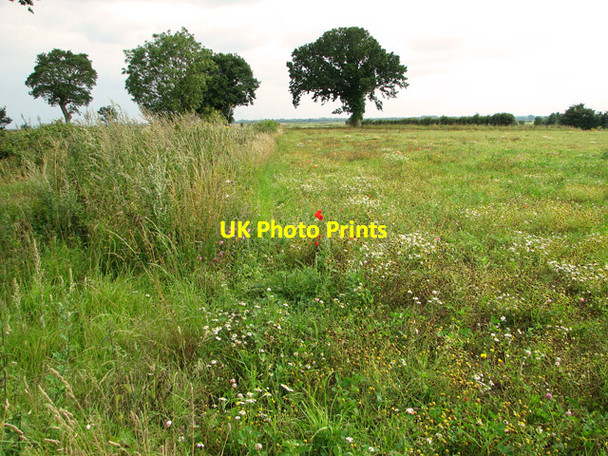 Photo 6"x4" Poppies in set-aside field, Hall Common, Ludham Johnson Street c2011