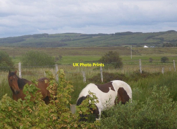 Photo 6"x4" Horses grazing on the roadside verge Croagh\/G7881 c2011