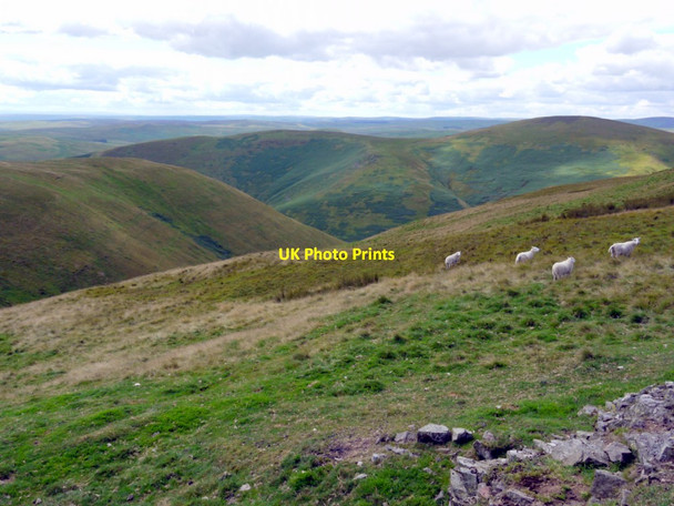 Photo 6"x4" South-west slope of Saughy Hill Barrow Burn\/NT8610 c2011