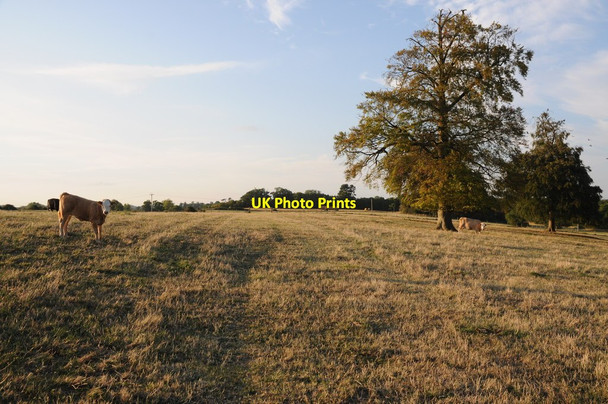Photo 6"x4" Field near Dunstall Common Dunstall Common c2011