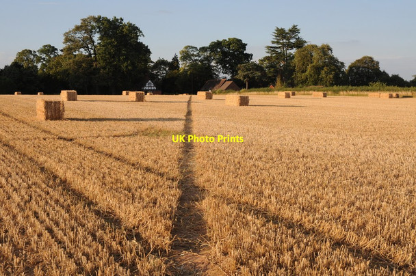 Photo 6"x4" Straw bales in Earl's Croome Holly Green\/SO8641 c2011
