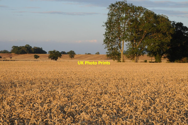 Photo 6"x4" Trees in fields of wheat Green Street\/SO8740 c2011