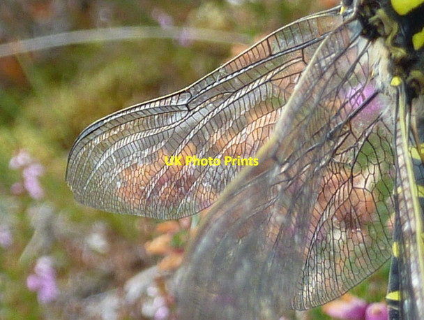 Photo 6"x4" Golden-ringed Dragonfly (wing detail) Loch Sheila c2011