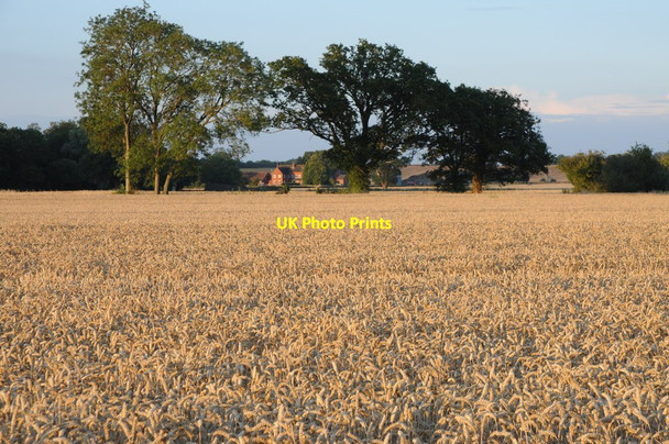 Photo 6"x4" Wheat field near Naunton Green Street\/SO8740 c2011