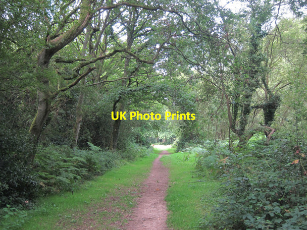 Photo 6"x4" Holmwood Common Mid Holmwood c2011