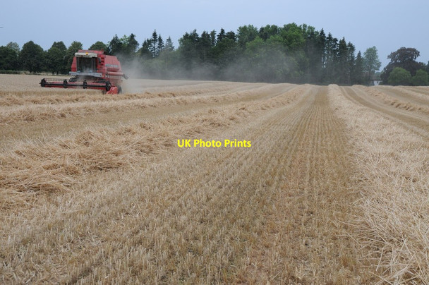 Photo 6"x4" Harvesting wheat Holly Green\/SO8641 c2011