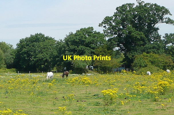 Photo 6"x4" Pasture at Broadwater Whistley Green c2011