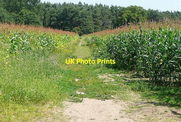 Photo 6"x4" Maize at Hogmoor Lane Whistley Green c2011