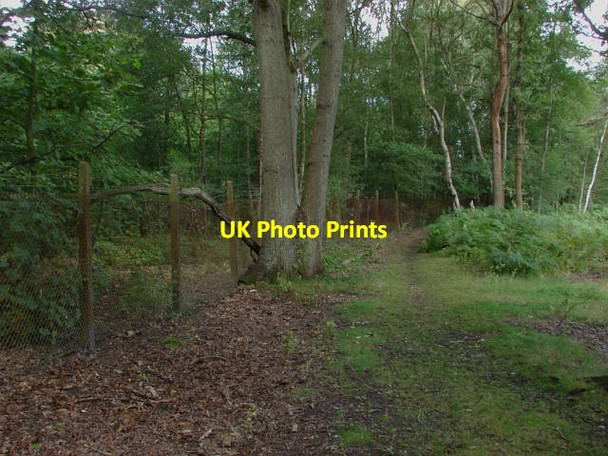 Photo 6"x4" Prey Heath Prey Heath c2011