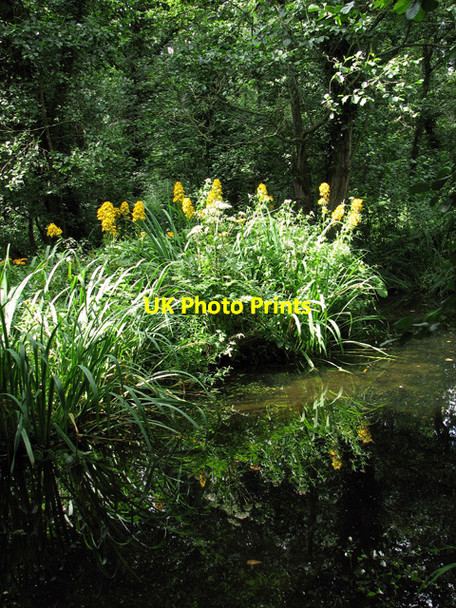 Photo 6"x4" Fairhaven Water Garden, South Walsham South Walsham c2011