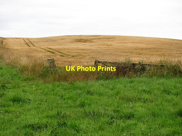 Photo 6"x4" Barley, Innes Darkland c2011