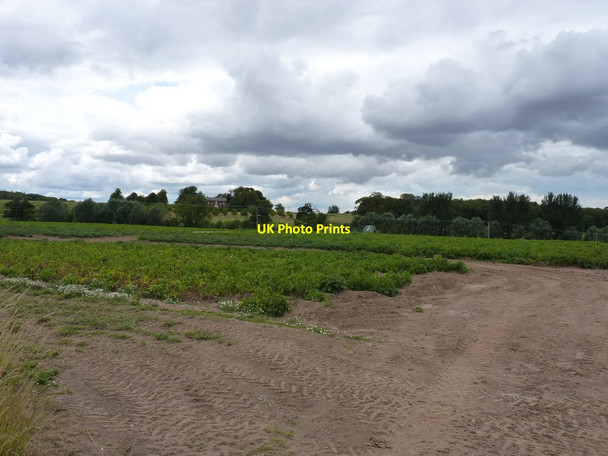 Photo 6"x4" Potato crop in a field near Burcot Cluddley c2011