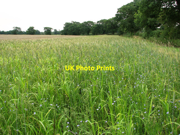 Photo 6"x4" Fields south of Neatishead Horning c2011