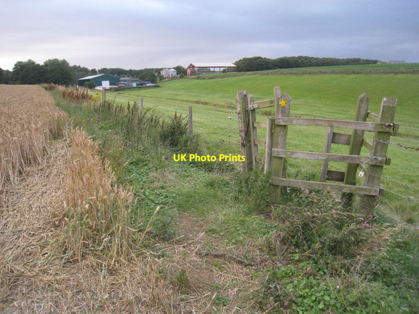 Photo 6"x4" The footpath to Beelsby (3) Beelsby c2011