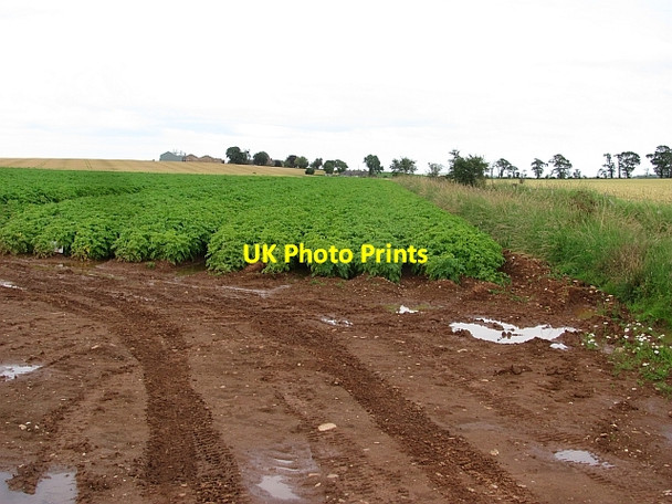 Photo 6"x4" Potato field Scotston\/NO7373 c2011