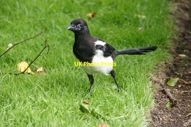 Photo 6"x4" Magpie (Pica pica), Royal Botanic Gardens Edinburgh Inverleith c2011