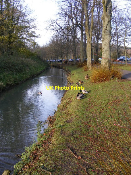 Photo 6"x4" Arundel Ducks Arundel c2010