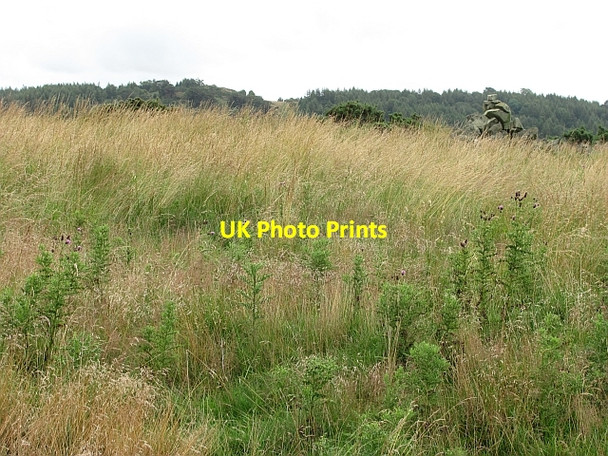 Photo 6"x4" Summit of Cowden Hill Lindores c2011