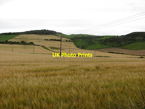 Photo 6"x4" Barley, Ormiston Newburgh\/NO2318 c2011