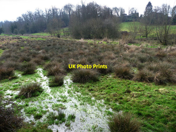 Photo 6"x4" Boggy area Midhurst c2010