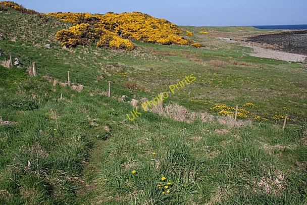 Photo 6"x4" Yellow is the Colour Whitehills\/NJ6565 c2008