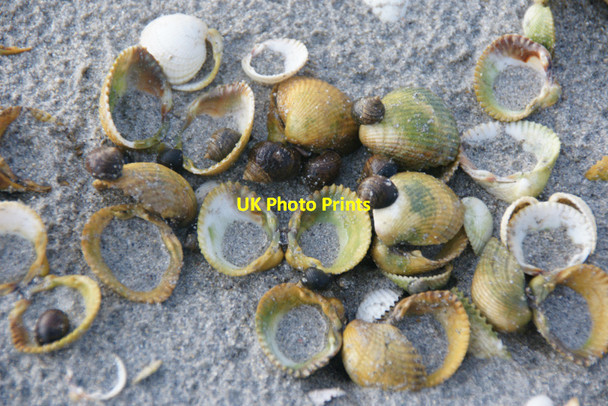 Photo 6"x4" Shells on Fadhail Sheileboist Seilebost c2011