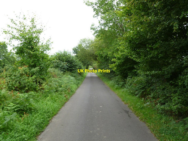 Photo 6"x4" Chalbury, country road Chalbury Common c2011