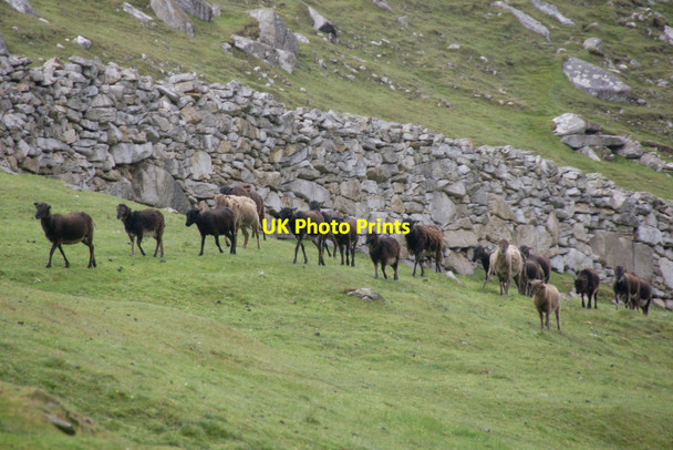 Photo 6"x4" Soay Sheep, Village Bay, St Kilda Oisebhal c2011