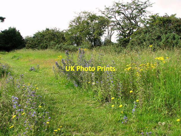 Photo 6"x4" Wild flowers beside footpath on the playing field, Eyke Eyke c2011