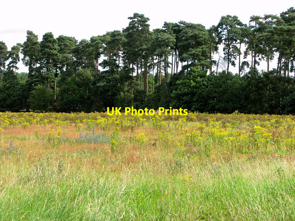 Photo 6"x4" Wild flowers on the playing field, Eyke Eyke c2011