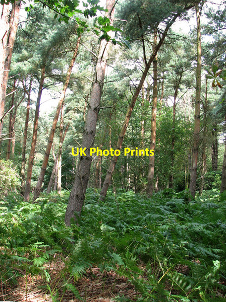 Photo 6"x4" Fir trees and bracken, Minsmere Dunwich c2011
