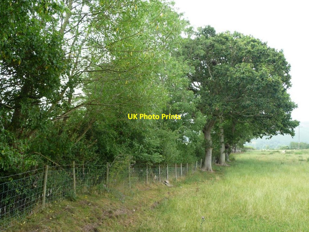 Photo 6"x4" Trees along the field boundary Asterton c2011