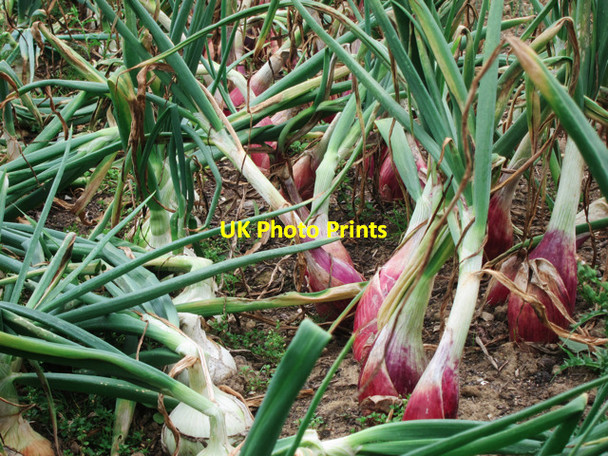 Photo 6"x4" Organic onions at Yalding gardens Congelow c2011
