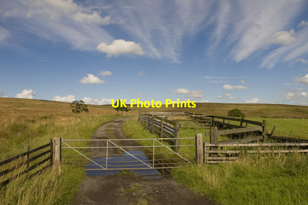 Photo 6"x4" Animal pens and farm track opposite The Moorcock Leemings c2011