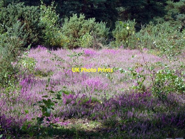 Photo 6"x4" Copythorne Common Copythorne c2011