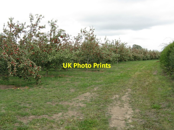 Photo 6"x4" Apple orchard near Ledicot Ledicot c2011