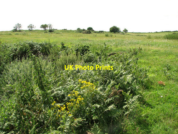 Photo 6"x4" Sheep pasture by Broom Covert, Leiston Leiston c2011
