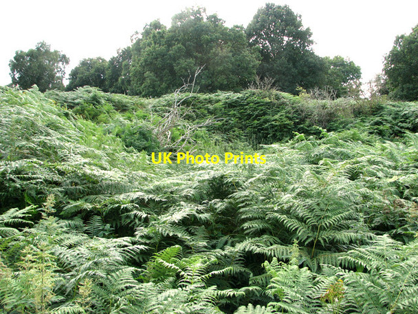 Photo 6"x4" Disused pit by Reckham Pits Wood, Leiston Common Leiston c2011