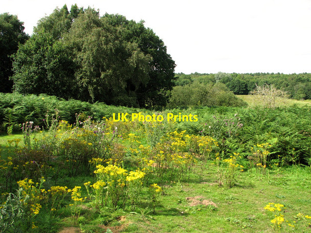 Photo 6"x4" Pasture west of Reckham Pits Wood, Leiston Common Leiston c2011