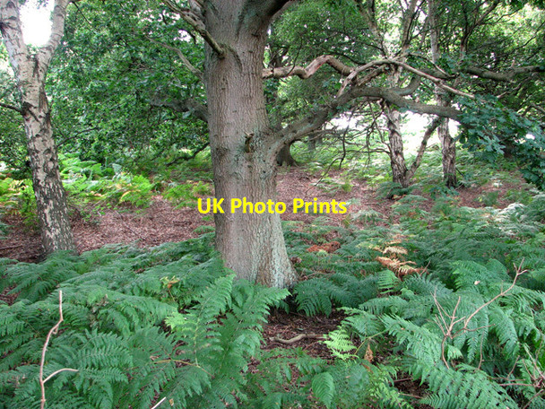 Photo 6"x4" Woodland on the edge of Leiston Common Leiston c2011
